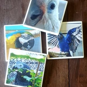 4X4 Parrot Photo Coasters